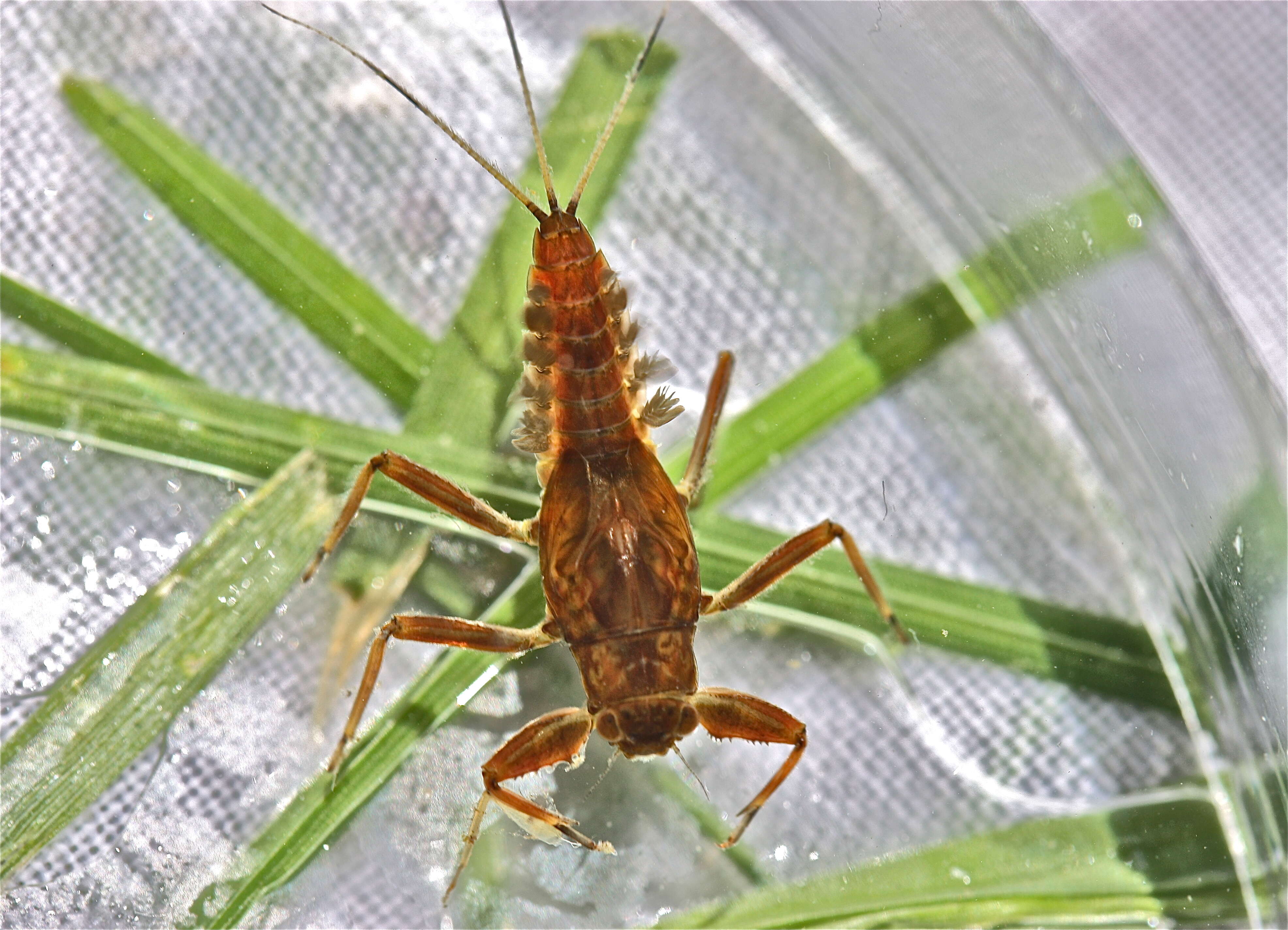 Image of Drunella coloradensis (Dodds 1923)