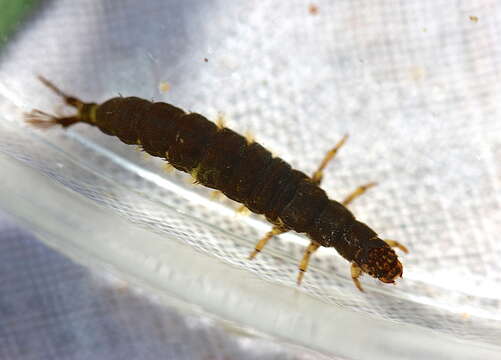 Image of Hydropsyche (Hydropsyche) venularis Banks 1914