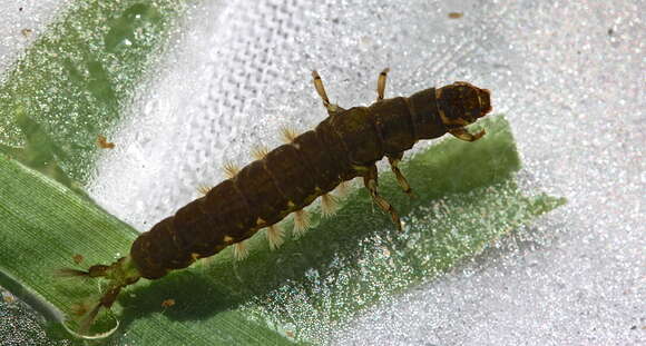 Image of Hydropsyche (Hydropsyche) venularis Banks 1914