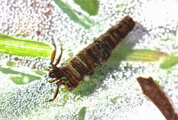 Image of Brachycentrus (Sphinctogaster) appalachia Flint 1984