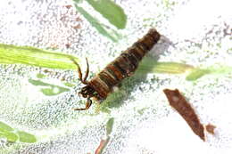 Image of Brachycentrus (Sphinctogaster) appalachia Flint 1984