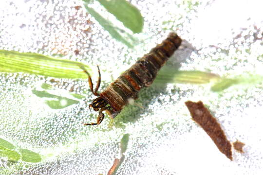 Image of Apple Caddis