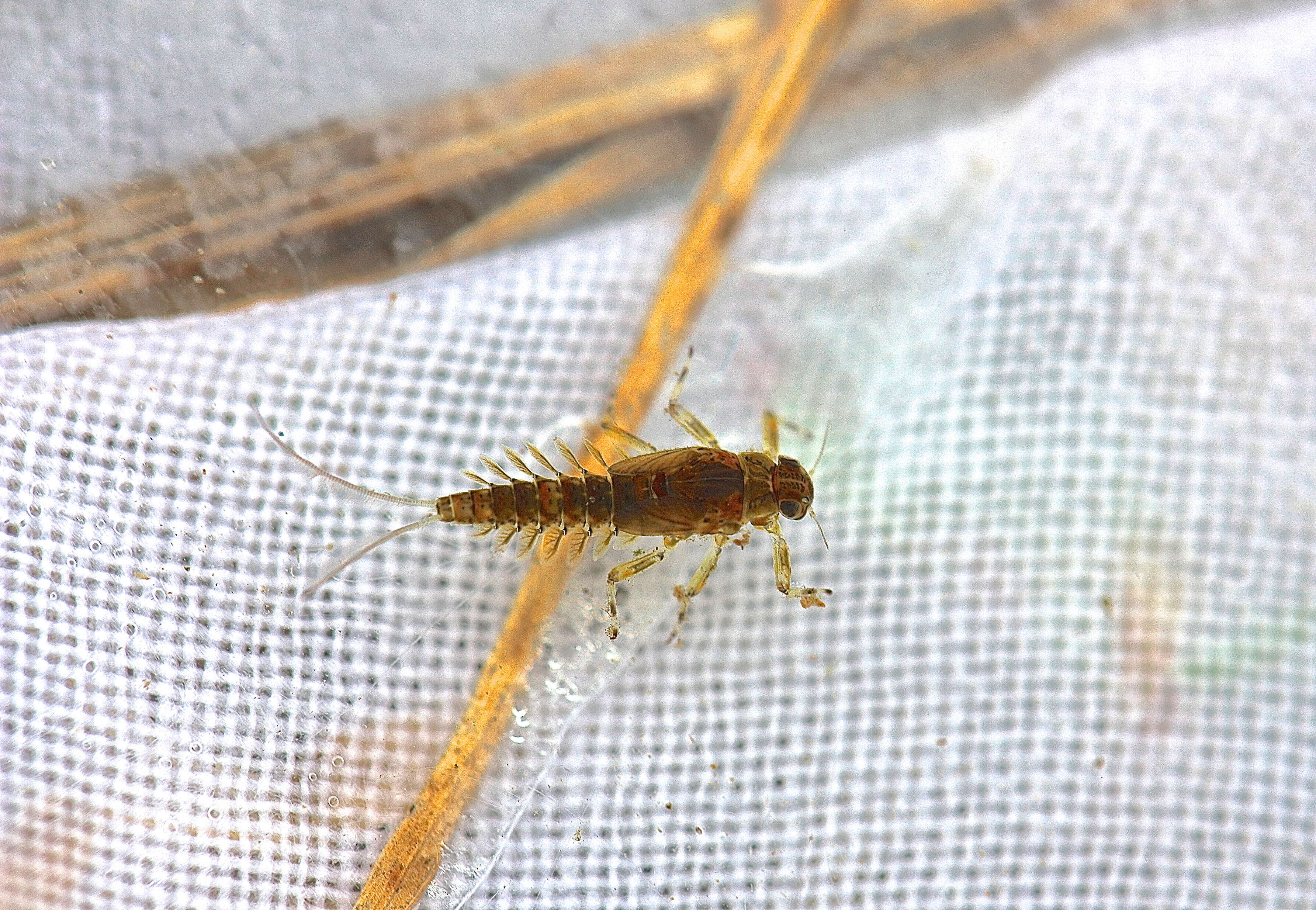 Image of Acentrella nadineae McCafferty, Waltz & Webb 2009