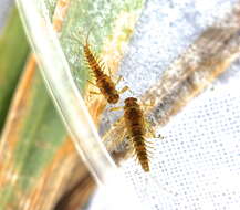 Image of Acentrella nadineae McCafferty, Waltz & Webb 2009