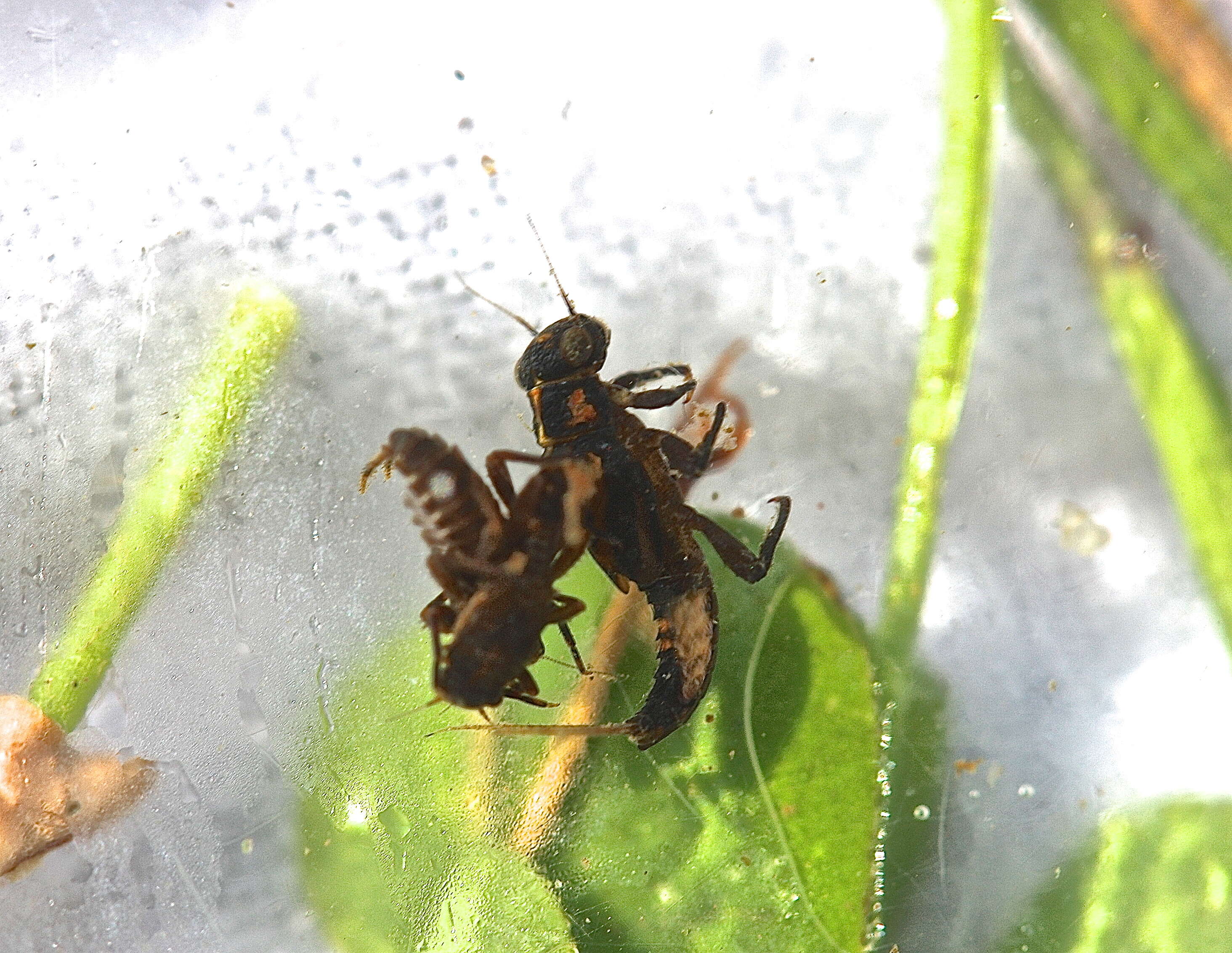 Image of Serratella serratoides (McDunnough 1931)