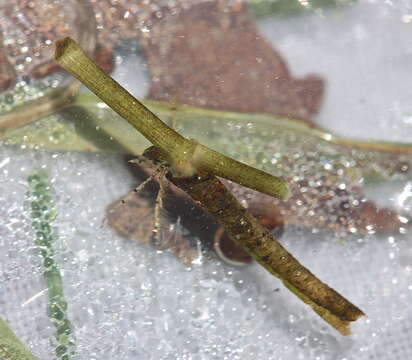 Image of Nectopsyche exquisita (Walker 1852)