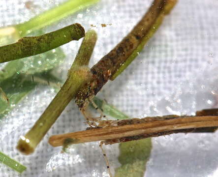 Image of Nectopsyche exquisita (Walker 1852)