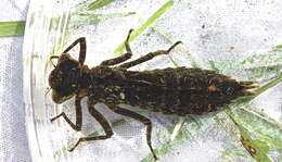 Image of Fawn Darner