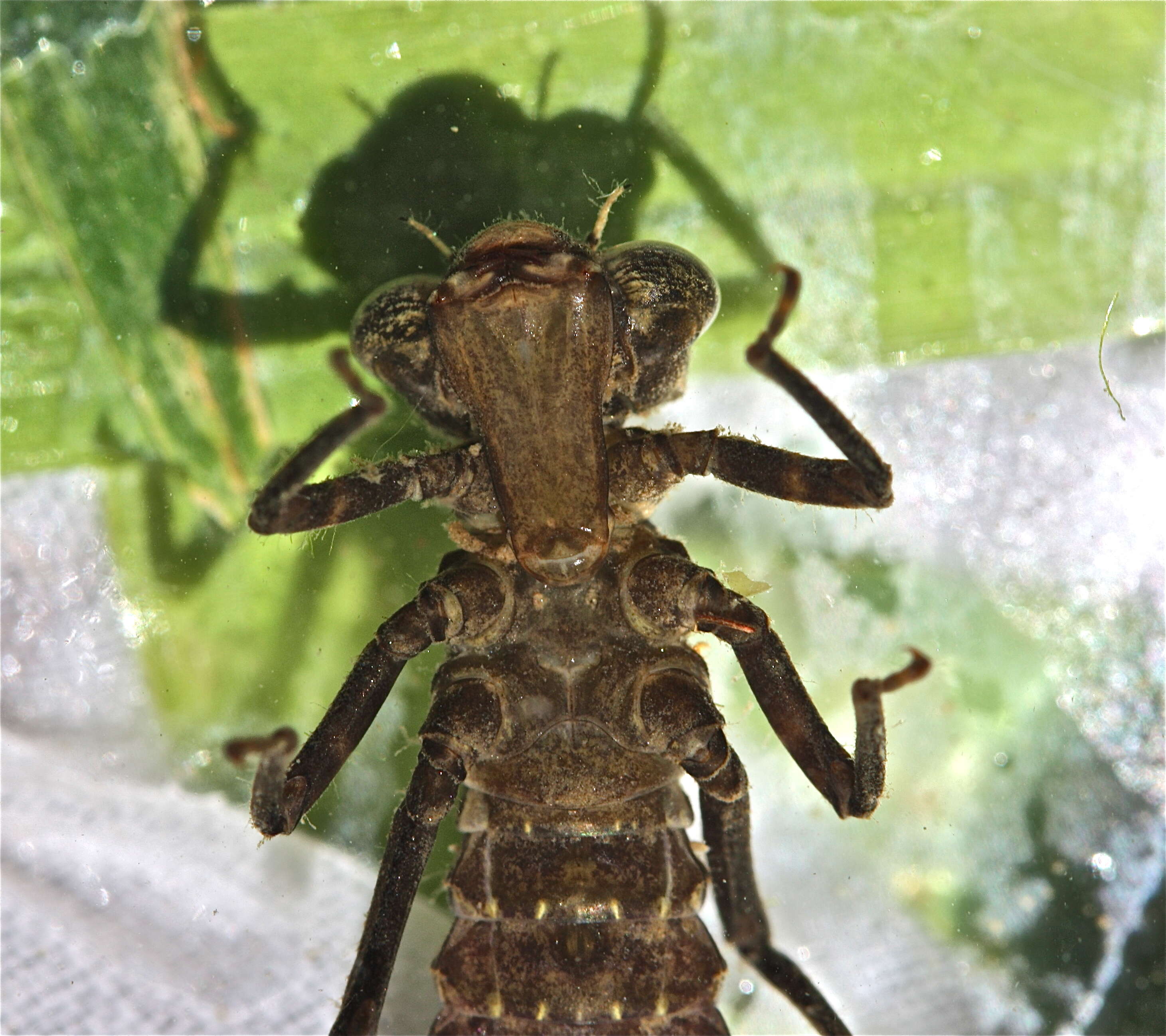 Image of Fawn Darner