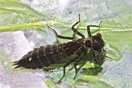 Image of Fawn Darner