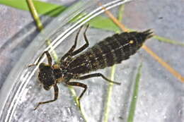 Image of Fawn Darner