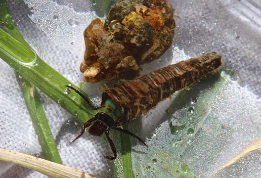 Image of Brachycentrus (Sphinctogaster) appalachia Flint 1984