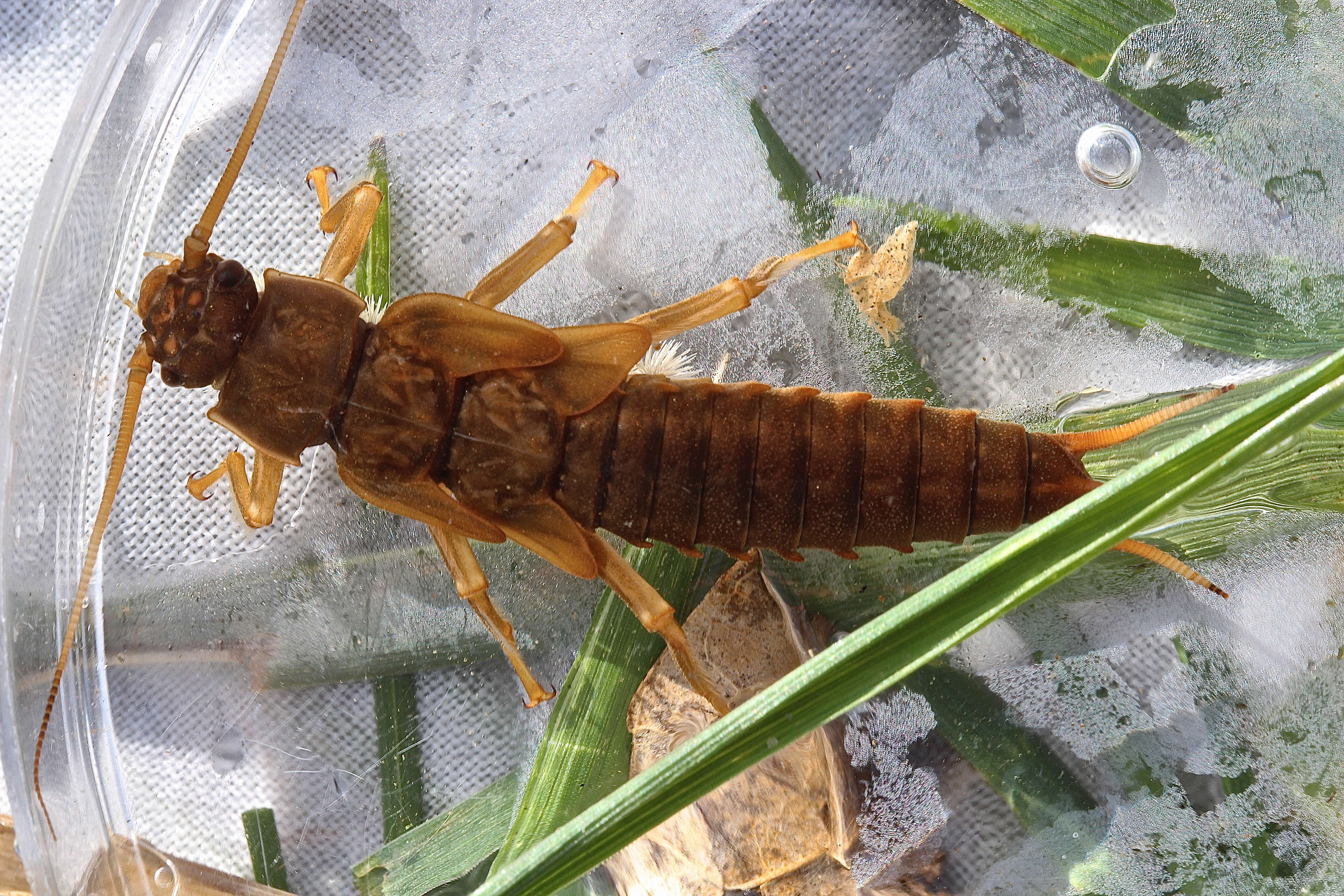 Image of Appalachian Salmonfly