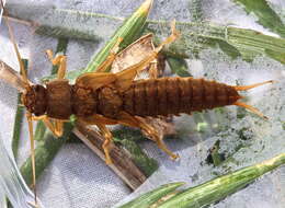 Image of Appalachian Salmonfly