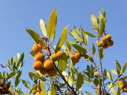 Image of strawberry tree