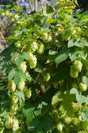 Image of common hop