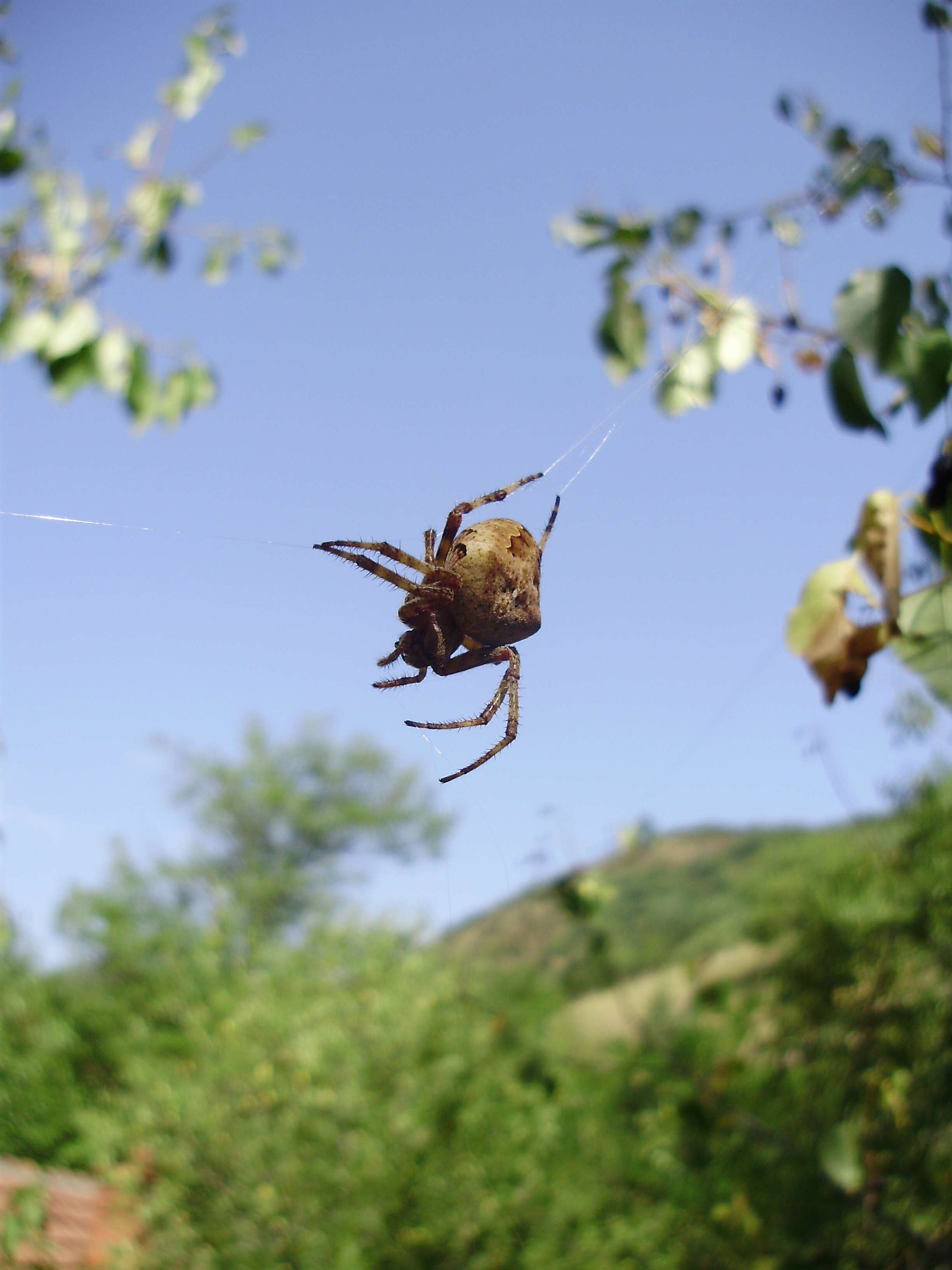 Image of Araneus