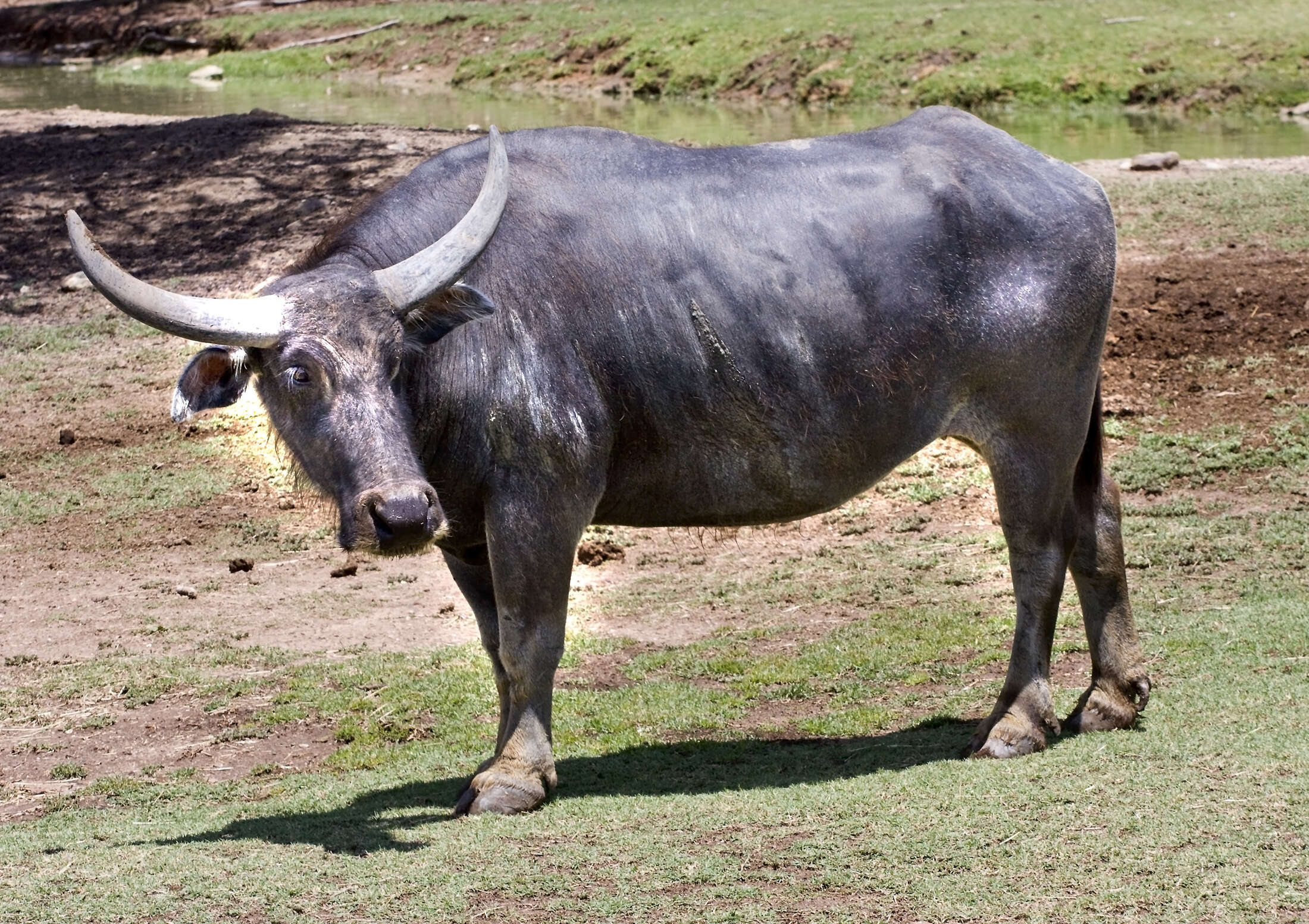 Image of Asian Buffalo