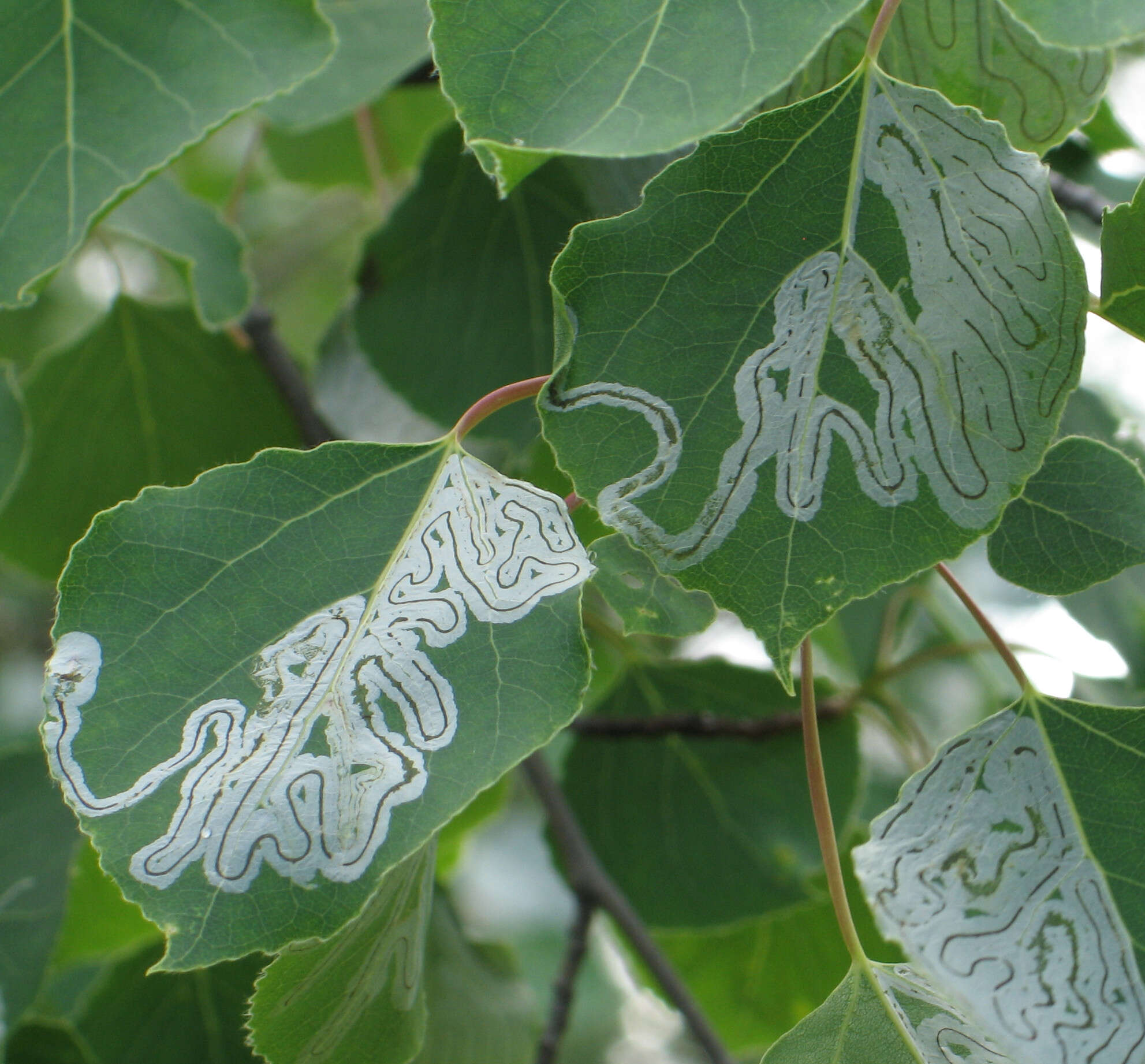 Image of Common Aspen Leaf Miner