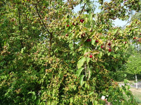 Image of Cornelian cherry dogwood