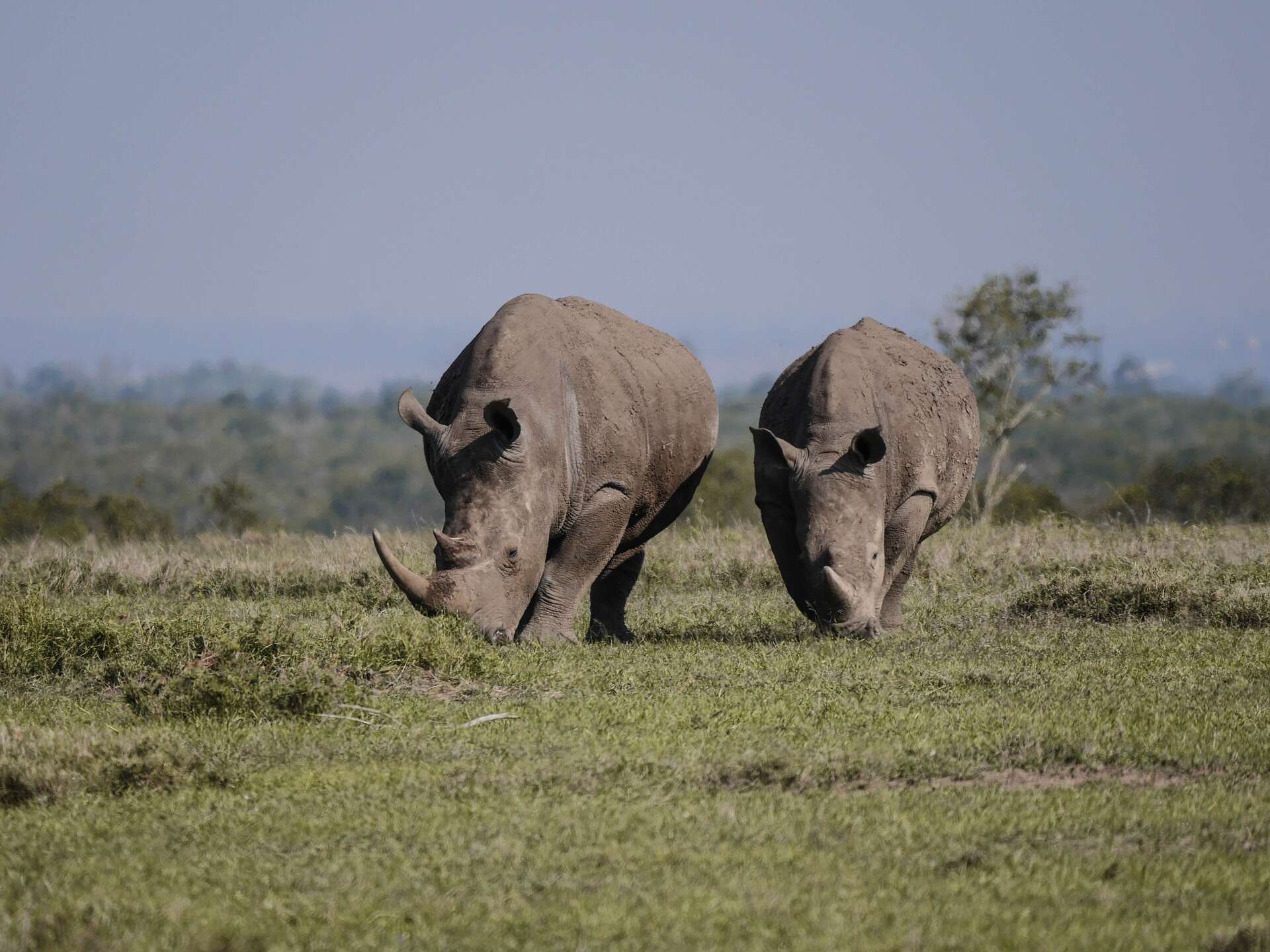 Image of Ceratotherium simum simum