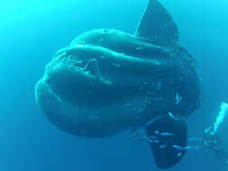 Image of Mola alexandrini