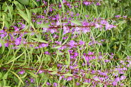 Image of spotted snapweed