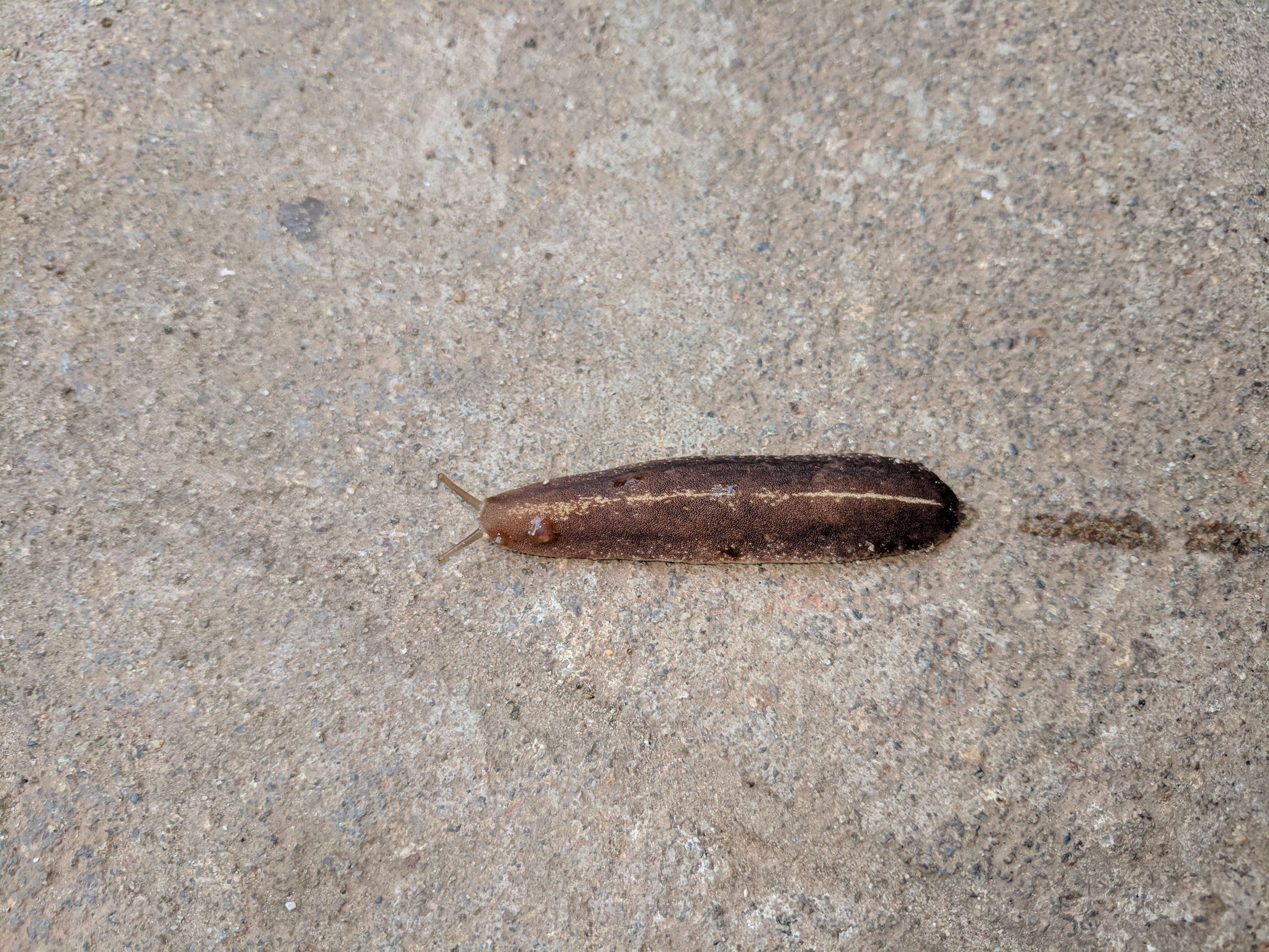 Image of Tropical leatherleaf