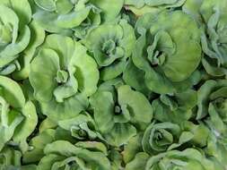 Image of pistia