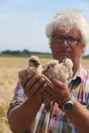 Image of Pallid Harrier