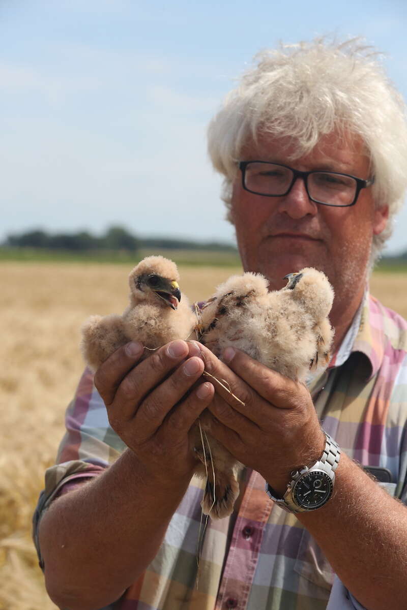 Image of Pallid Harrier