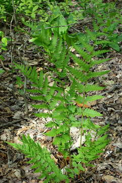 Image de Dryopteris clintoniana (D. C. Eat.) Dowell