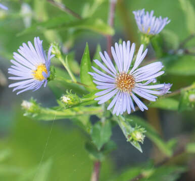 Image de Symphyotrichum puniceum (L.) A. Löve & D. Löve