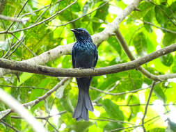 Image de Drongo bronzé