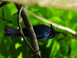 Image de Drongo bronzé