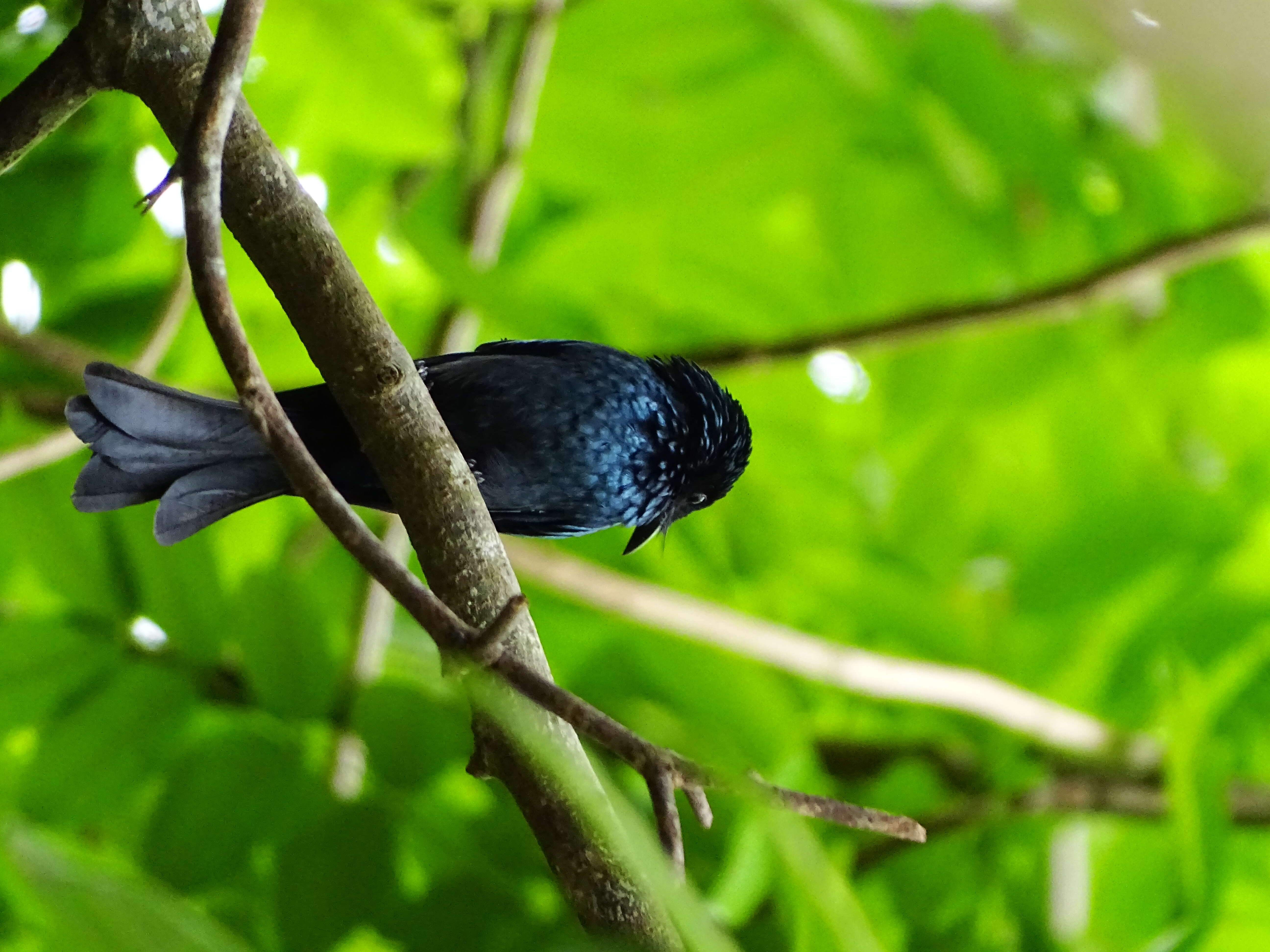 Image de Drongo bronzé