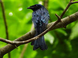 Image de Drongo bronzé