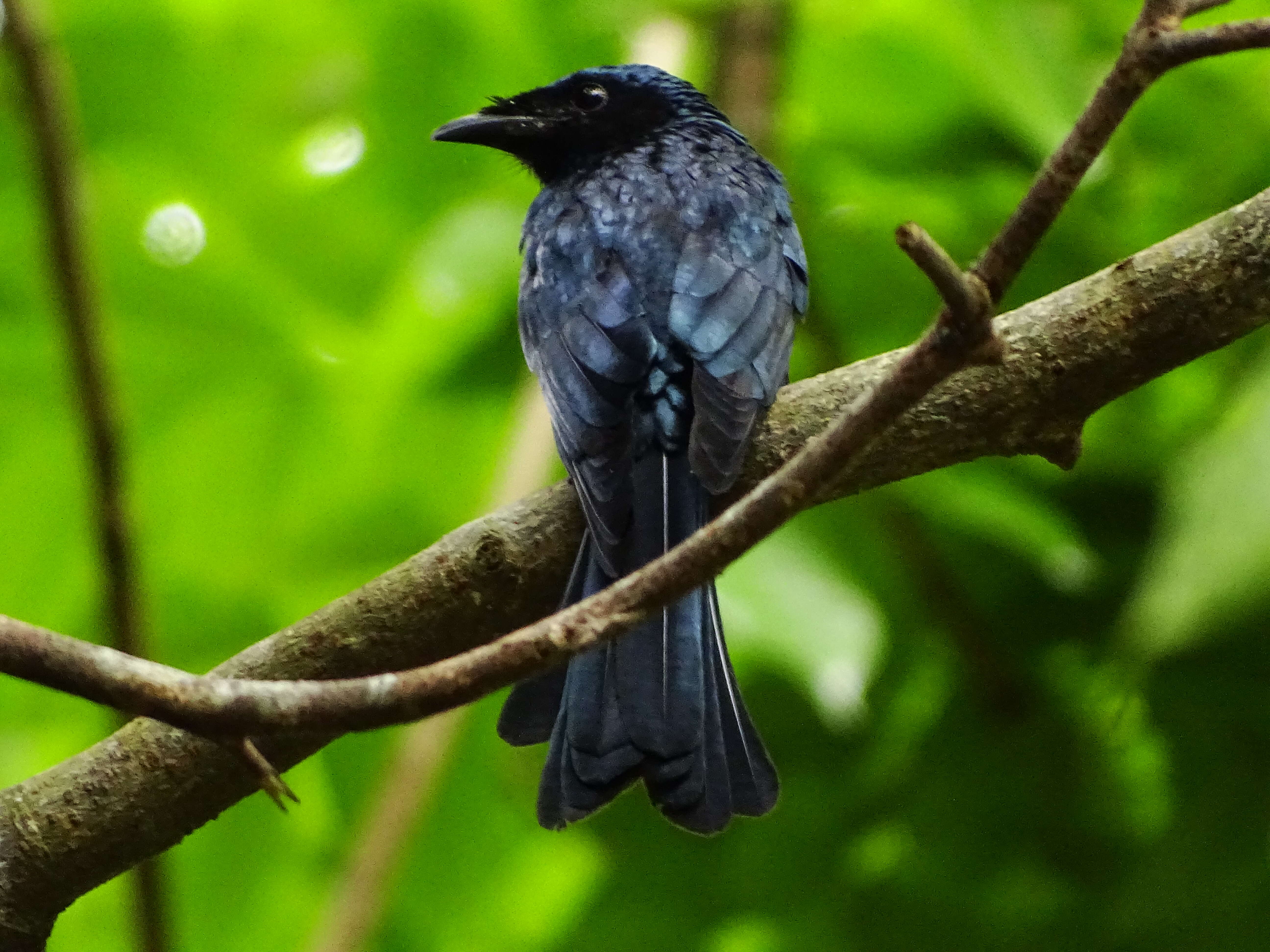 Image de Drongo bronzé