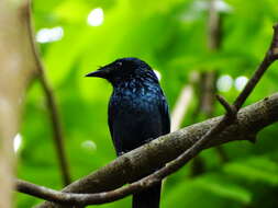 Image de Drongo bronzé