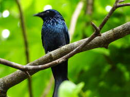 Image de Drongo bronzé