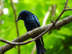 Image de Drongo bronzé