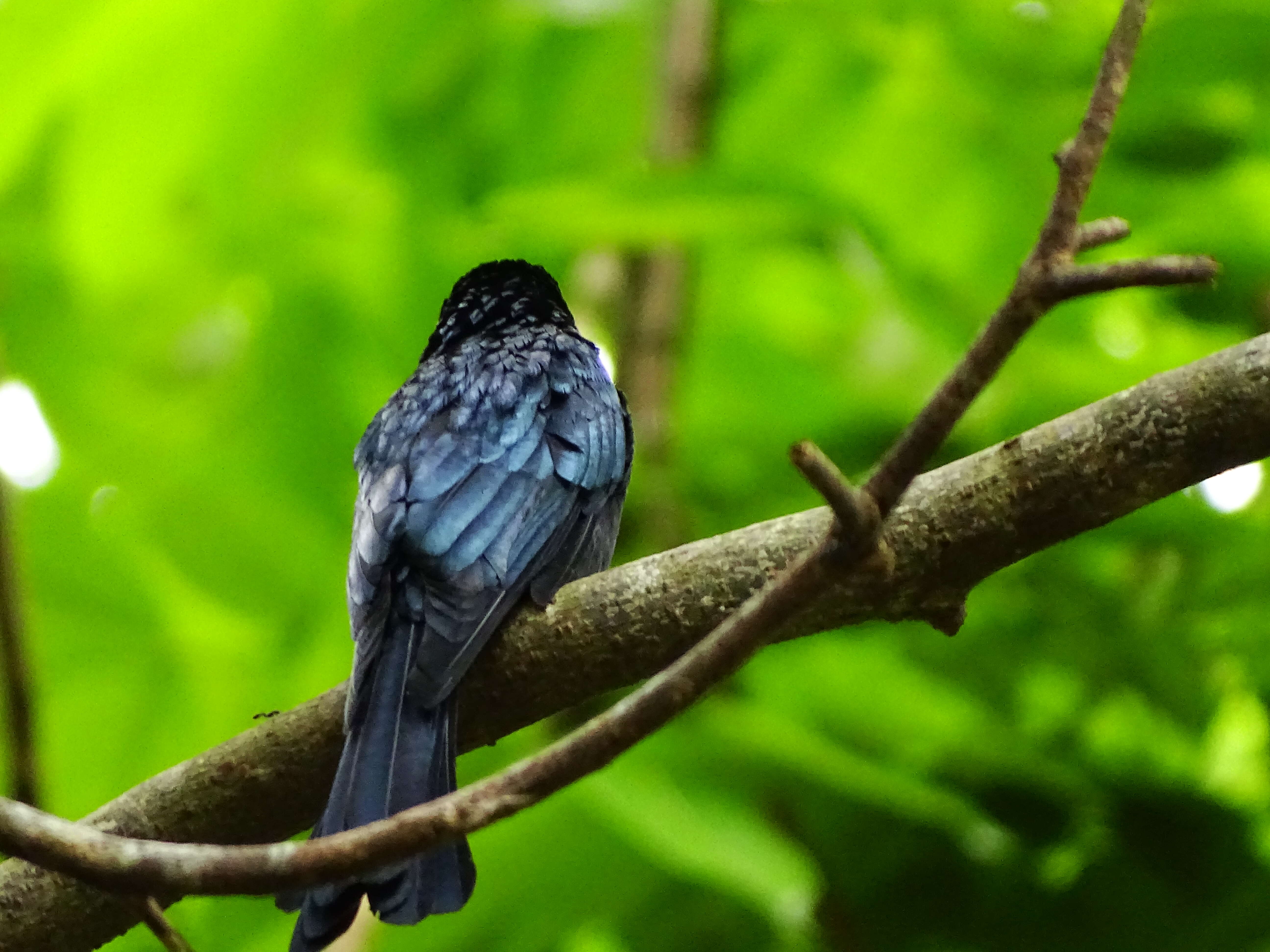 Image de Drongo bronzé