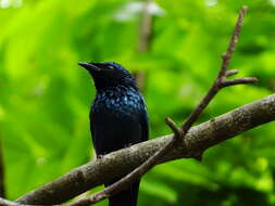 Image de Drongo bronzé