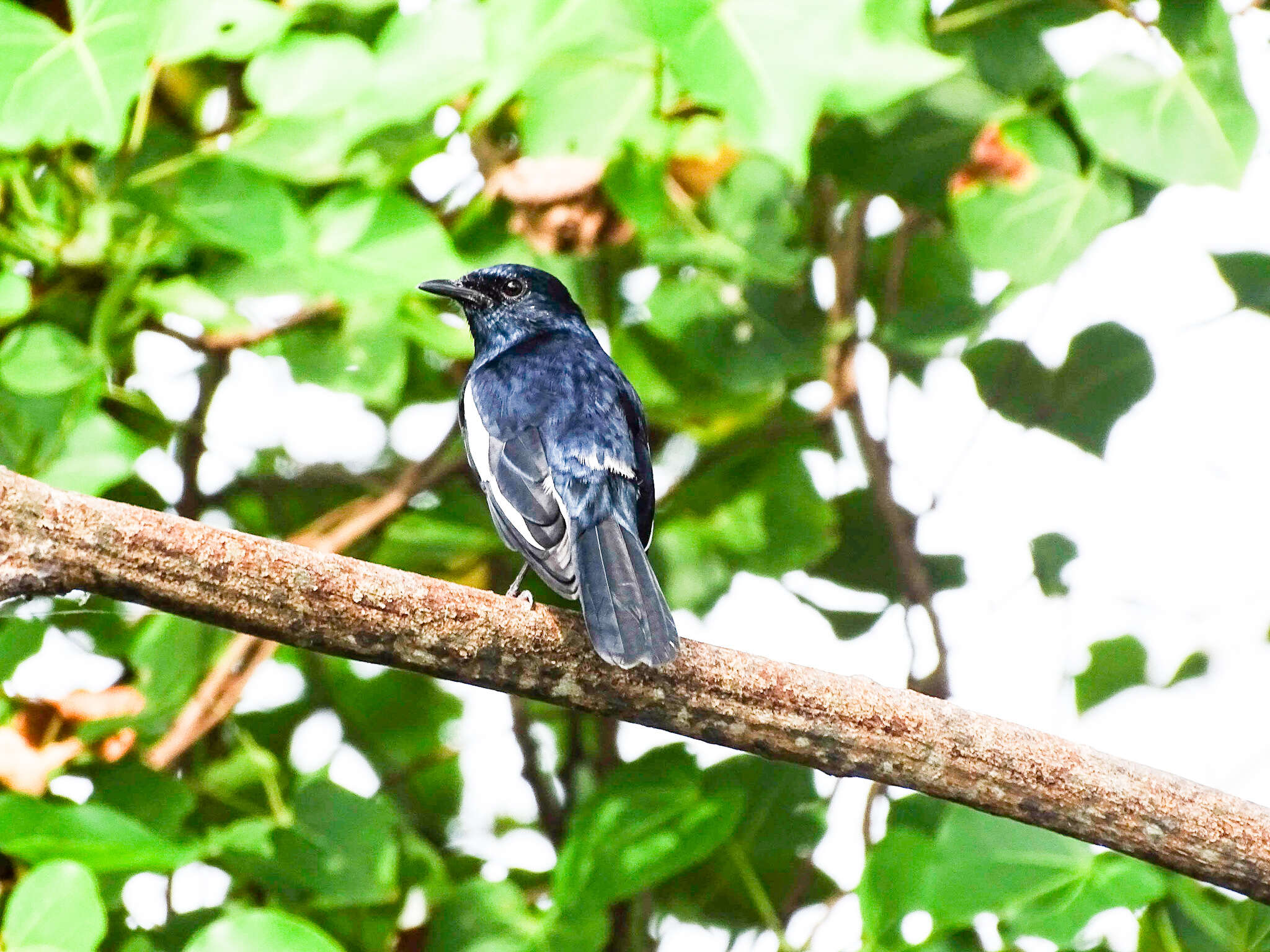 Image of Oriental Magpie Robin