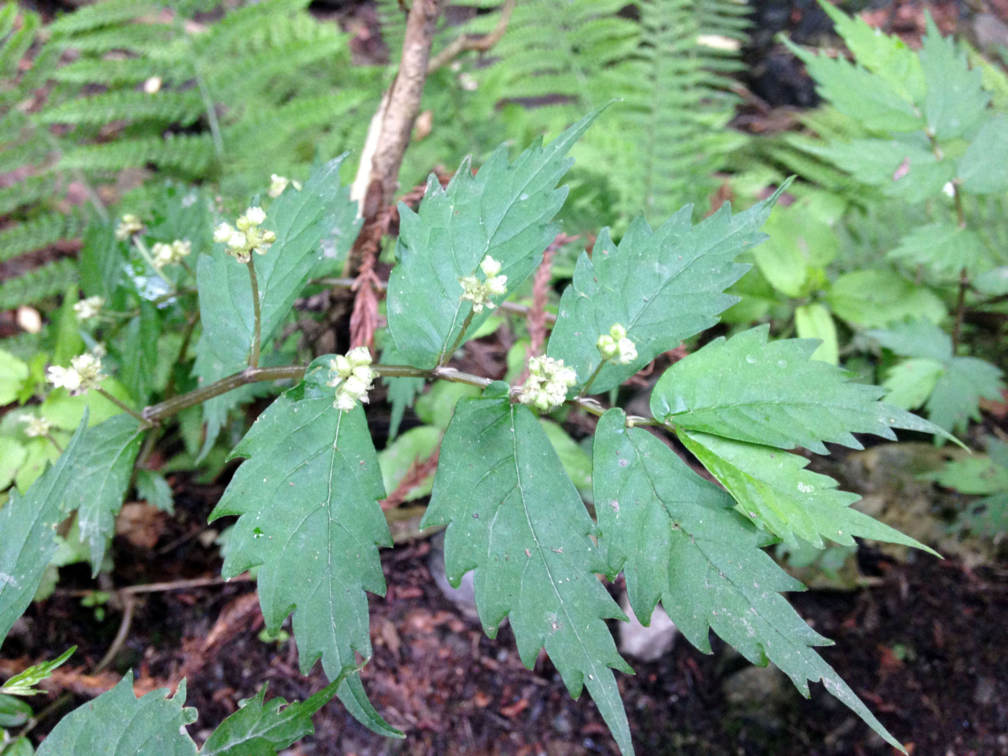 Слика од Elatostema umbellatum (Sieb. & Zucc.) Bl.