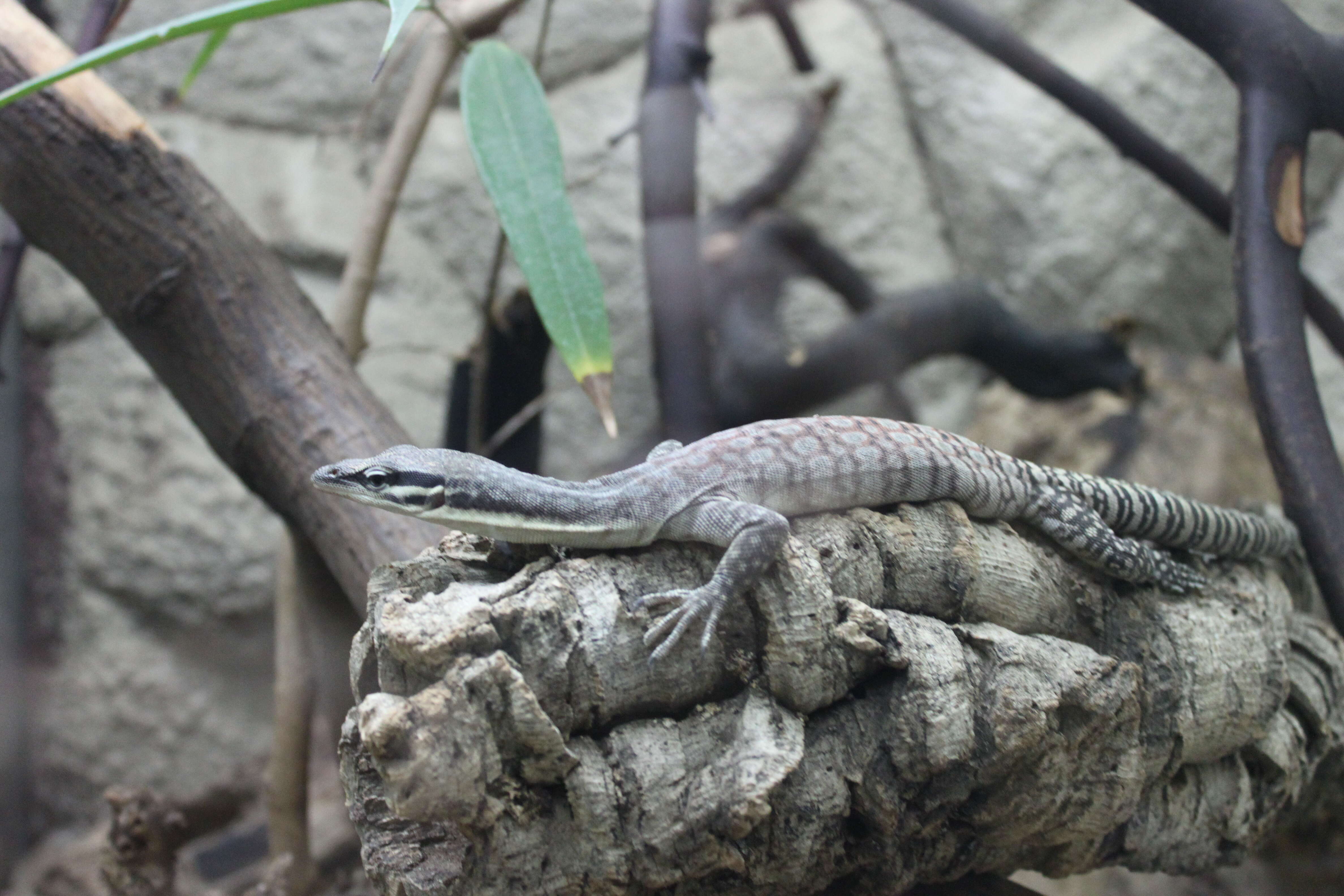 Image of Glauert's Monitor