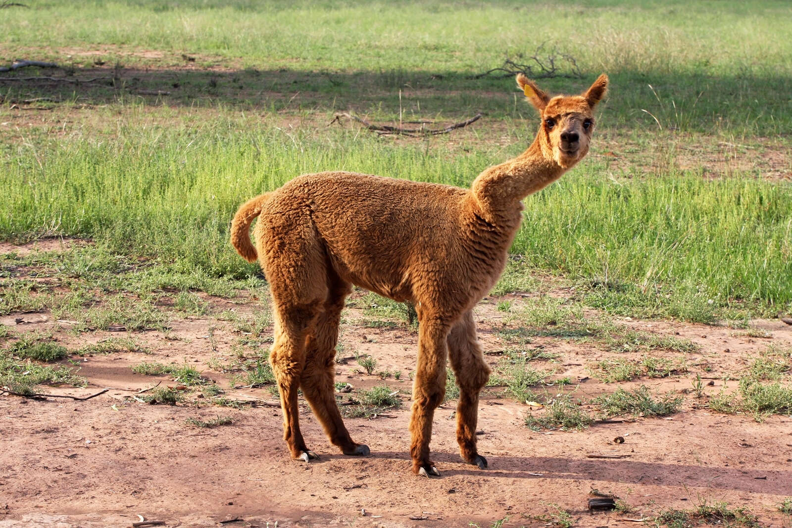 Image of Alpaca