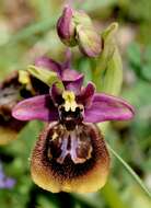 Image of ophrys