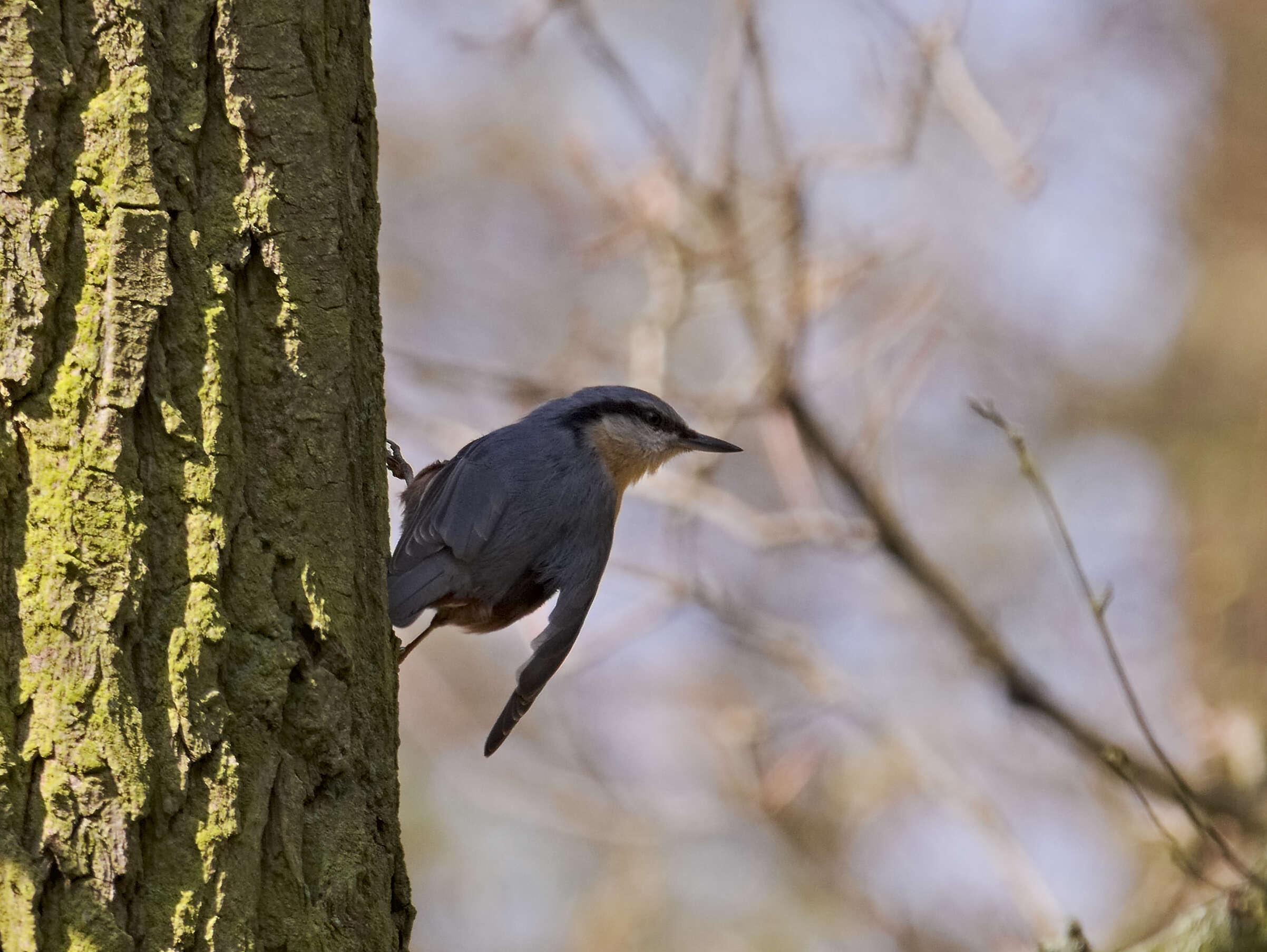 Image of Eurasian Nuthatch