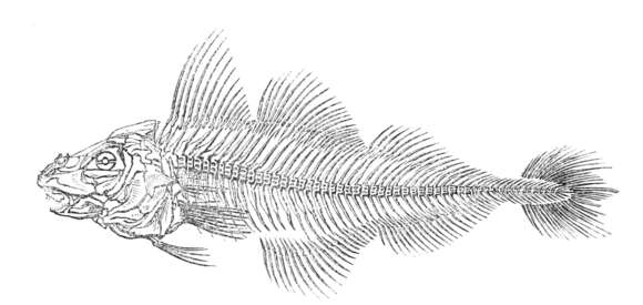 Image of Melanogrammus